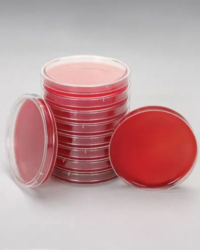 Thạch Mueller Hinton Blood Agar 