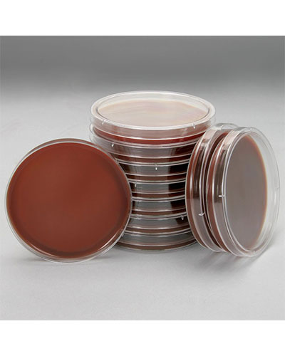 Thạch Mueller Hinton Chocola Agar 